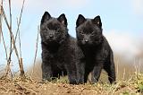 SCHIPPERKE 356